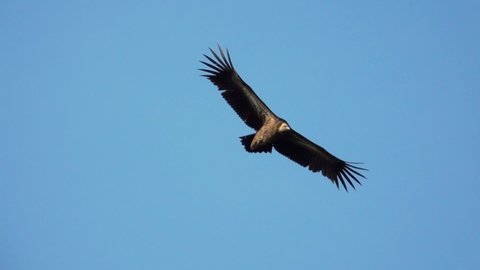 Himalayan griffon vulture spreading wings and soaring over clear blue sky looking for prey,HD slow motion.
Big bird of prey in flight.
