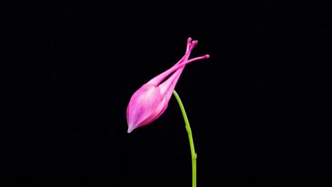 Time Lapse - Pink Columbine Aguilera Flower Blossoming - 4K