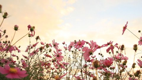 Sunset sky and Cosmos Flowers