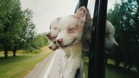 Three funny puppies peek out the car window, traveling dogs