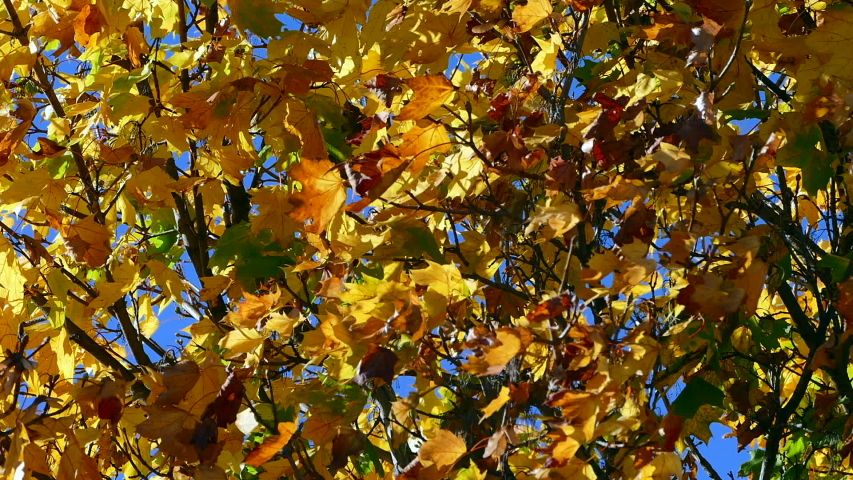 Windy weather blows a petal on the tree during summer.