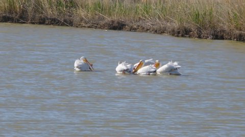 White pelicans moving on the water looking for food
