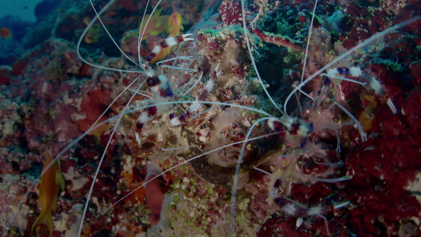 Banded coral shrimp or Banded cleaner shrimp. Stenopus hispidus. Macro shot, portrait of the shrimp in a colorful Reef, Indian Ocean, Maldives