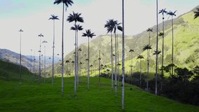 High Palm Trees In Valley [Drone Footage]