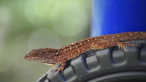 mature adult brown anole basking