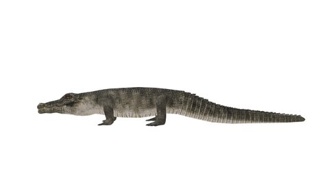 3D CG rendering of Crocodile side profile