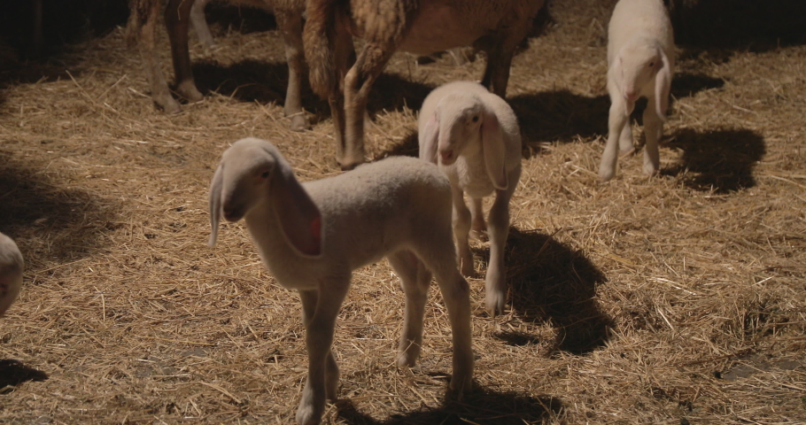 sheep and lambs, lamb jumping and playing with other puppies, night shots