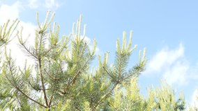 beautiful young fir-tree forest dolly shot with summer blue sky background 