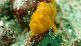 Close-up. Painted frogfish sits motionless on a green sponge. Philippines. Malapascua.