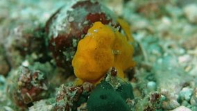 Close-up. Painted frogfish sits motionless on a green sponge. Philippines. Malapascua.