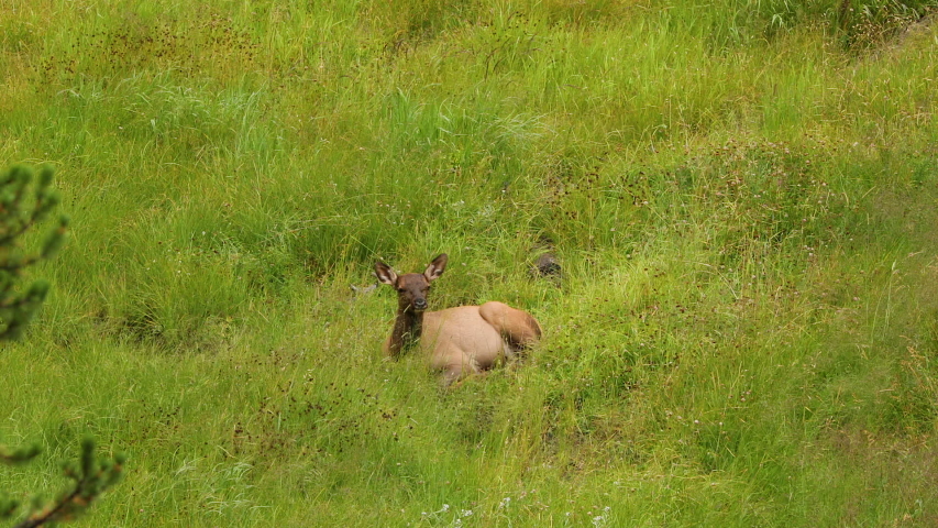 Yellowstone Rocky Mountains female cow Elk grazing meadow. Wildlife and animal refuge for great herds of American Bison Buffalo and Rocky Mountain Elk. Geothermal ecosystem environment. 