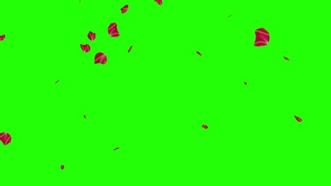 
Red rose petals rain falling on green screen or chroma key. It is used to create a romantic atmosphere or decoration of web greeting cards. Love and Valentine's day concept. 3d animation background