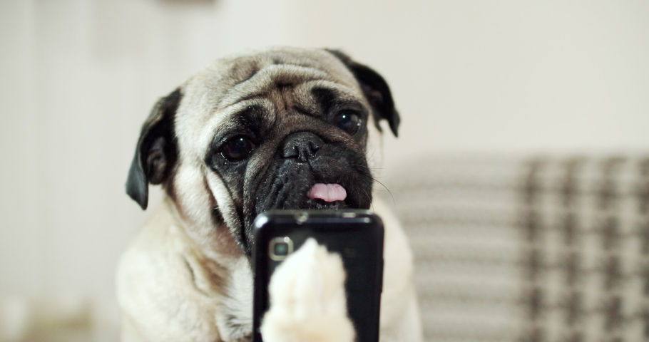 Funny pug dog looking at phone, watching something. Holding smartphone in paw, like human. Fake paw. Joke, prank Royalty-Free Stock Footage #1037307407