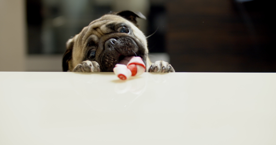 Funny pug dog hunting for a treat. Wants trying to get goodies, tasty bone. Slow motion. Comic, funny scene. Struggle and frustration. Miss a chance. embarrassing mistake. Ridiculous miserable failure Royalty-Free Stock Footage #1037307578