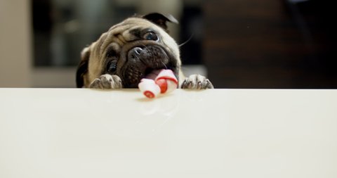 Funny pug dog hunting for a treat. Wants trying to get goodies, tasty bone. Slow motion. Comic, funny scene. Struggle and frustration. Miss a chance. embarrassing mistake. Ridiculous miserable failure