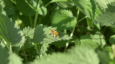 Close up view of honeybee busy in flower in spring field green urtica nettle