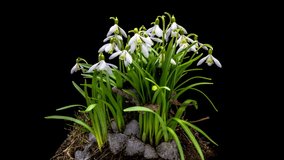 Snowdrop flower blossoming time lapse. Macro timelapse video of a snowdrop flower growing, blooming and blossoming against a dark background with yellow leaves at each sides.