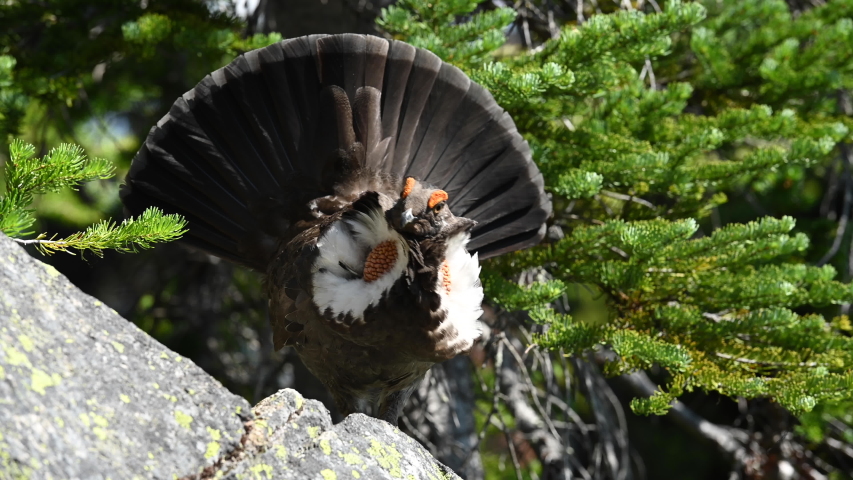 Puffed Up Male Grouse in alpine forest