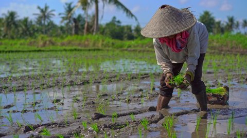 Two undefined women planting rice seedlings on a big field surrounded with palm trees. rice cultivation concept. Travel to Asia concept