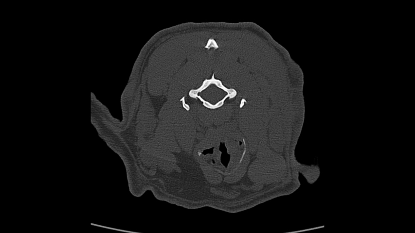 Dog Skull X Ray Stock Video Footage - 4K and HD Video Clips | Shutterstock