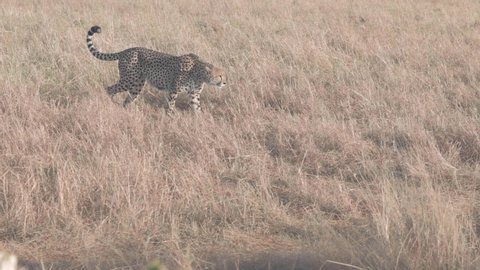 Cheetah mom looking for her lost cub in the bush in Maasai Mara, Kenya