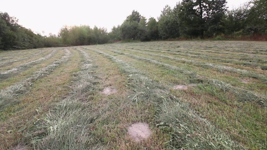 A girl with a backpack behind her hands touches the drying hay. Hay lies mowed in rolls.