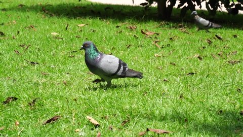 Columba livia pigeon ,Rock pigeon , Rock dove in park at Thailand.