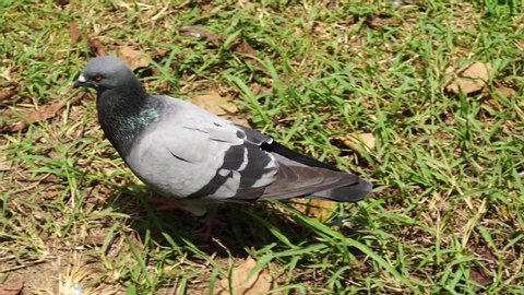Columba livia pigeon ,Rock pigeon , Rock dove in park at Thailand.