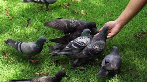 Columba livia pigeon ,Rock pigeon , Rock dove in park at Thailand.(slow motion)