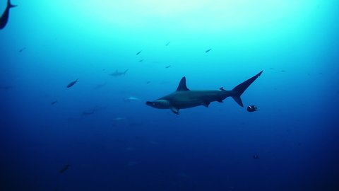 Hammerhead shark swims underwater near seabed of ocean. Sea animals on background of fish in blue water. Concept of large flow of underwater sea life and wildlife in blue lagoon.