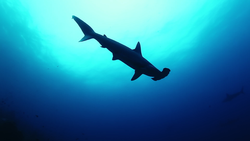 SHARK-JAWS Footage, Videos and Clips in HD and 4K - Avopix.com