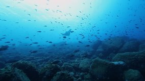 Undewater giant manta rays swims on background of seabed and school of fish in Pacific ocean. Amazing underwater video . Concept of large flow of underwater sea life and wildlife in blue lagoon.