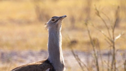 Kori Bustard Adult, Chobe National Park Botswana