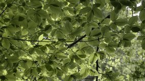 Sunlight view Leaf Background  4k video