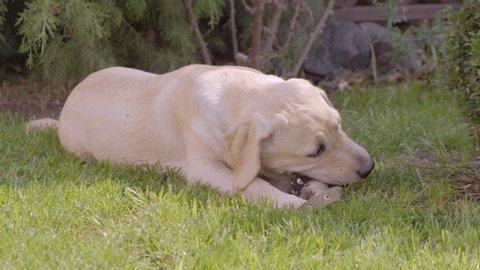 A puppy is playing on the green grass lying with a toy. Labrador puppy, 6 months old, lies on the lawn and nibbles her favorite toy.
