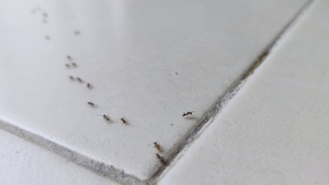 Ants are walking in a line on kitchen tile floor. 