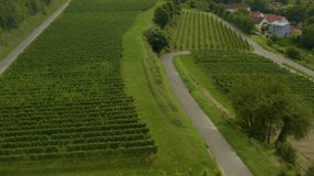 Aerial view of the city Endingen am Kaiserstuhl in germany on a sunny day in summer. Flying over vineyards close to the town with tilt up at the end.