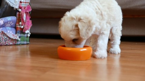 Dog eats pet food from orange bowl.