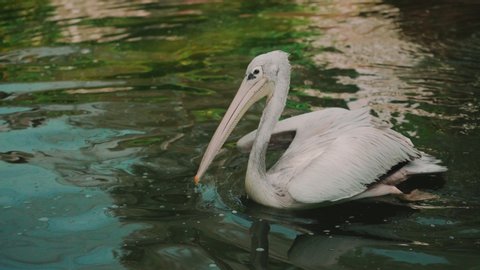 Swimming pelican on the water.