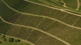 Aerial view of vineyars around Durbach in Germany on a sunny day in Germany close to the black forest. Tilt up across vineyards.
