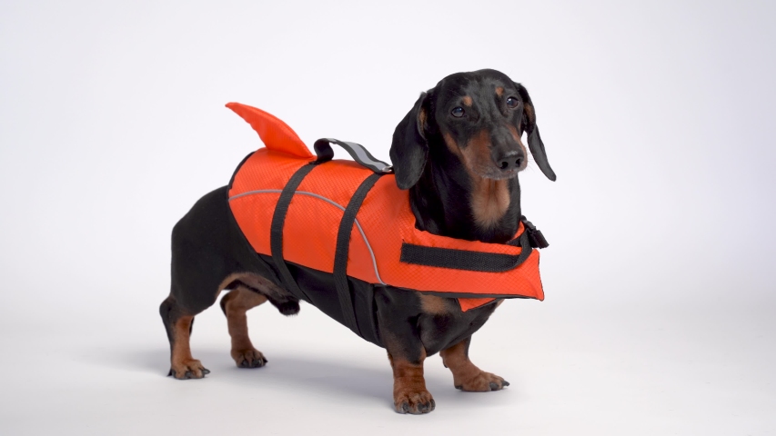 wiener dog life jacket