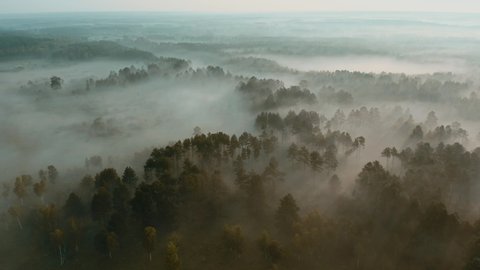 Aerial above view of summer foggy forest early in the morning. Rays of the sun shine through the mist.  Flying over misty pine forest at sunrise. Nature woods landscape.