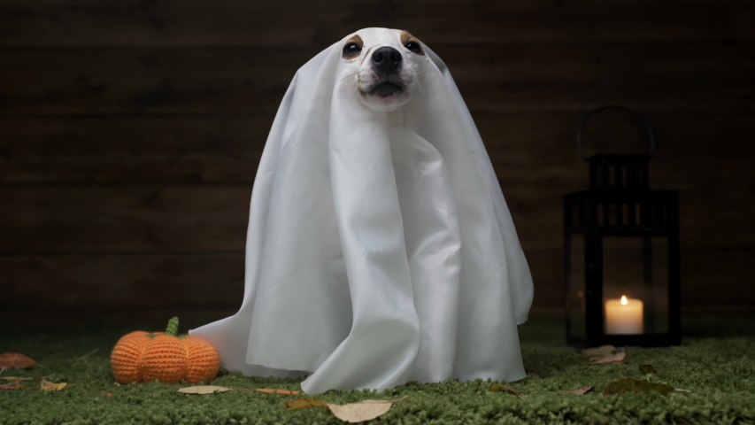 Dog Jack Russell Terrier In Witch Costume For Halloween Holiday