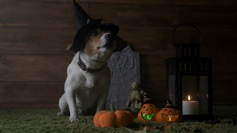 Dog Jack Russell Terrier In Witch Costume For Halloween Holiday