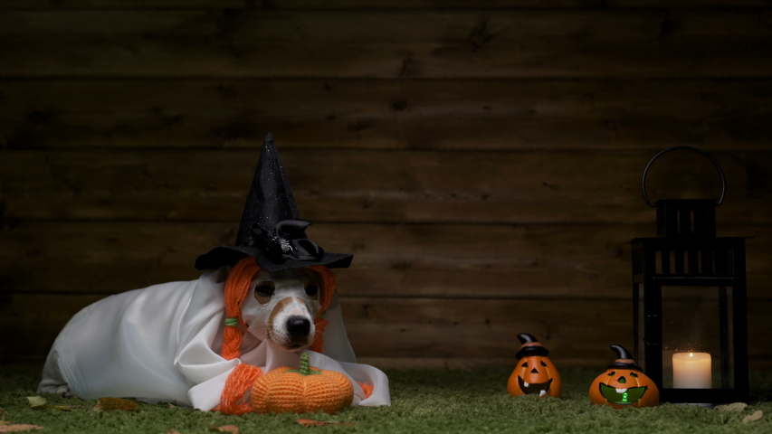 Dog Jack Russell Terrier In Witch Costume For Halloween Holiday