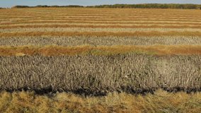 Drone video over a mature fall canola field that has been swathed into windrows and is ready for harvesting.  Drone is flying low and perpendicular to the direction of the rows of crops.  