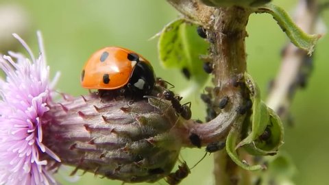 ladybug in the wild close up