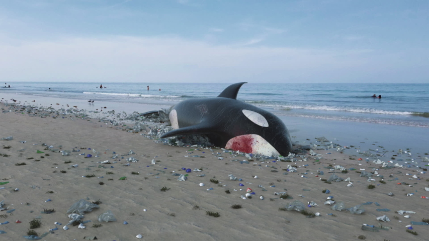 Killer Whale Dead by Ocean Pollution | Shutterstock HD Video #1037374460