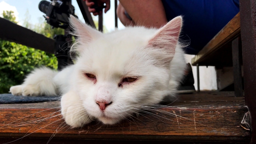 Lazy white cat lying on the outdoor stairs.