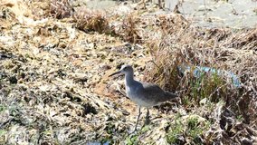 HD video of one dowitcher foraging for food in marshy water, plastic bottle pollution embedded in the shoreline.